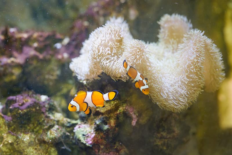 有秋台医院のカクレクマノミの写真