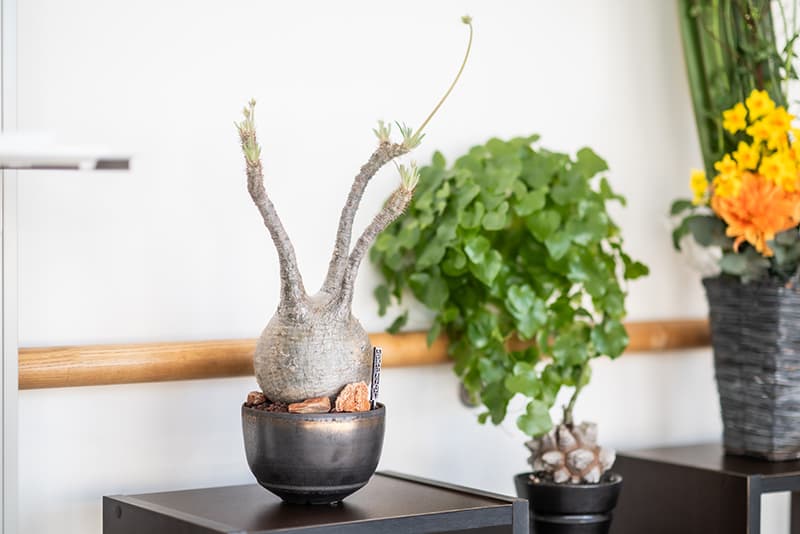 院内の植物の写真